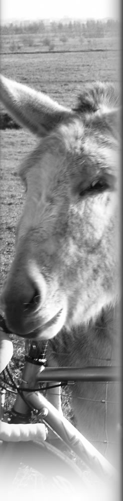 Wielerexpress 2008 - Schapen en ezels in de polder